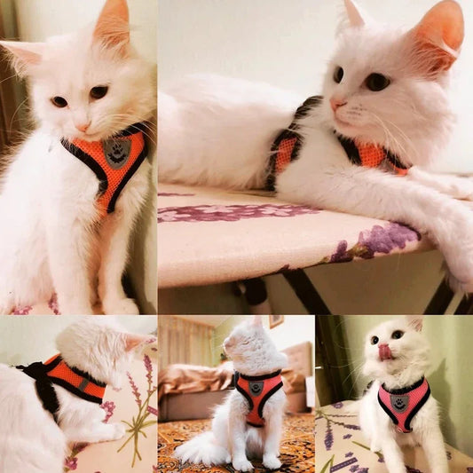 Adjustable Cat Harness